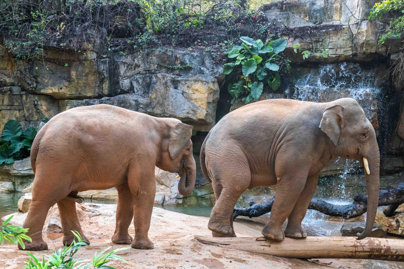 广州长隆野生动物世界的游玩攻略,广州长隆野生动物世界一日游回顾