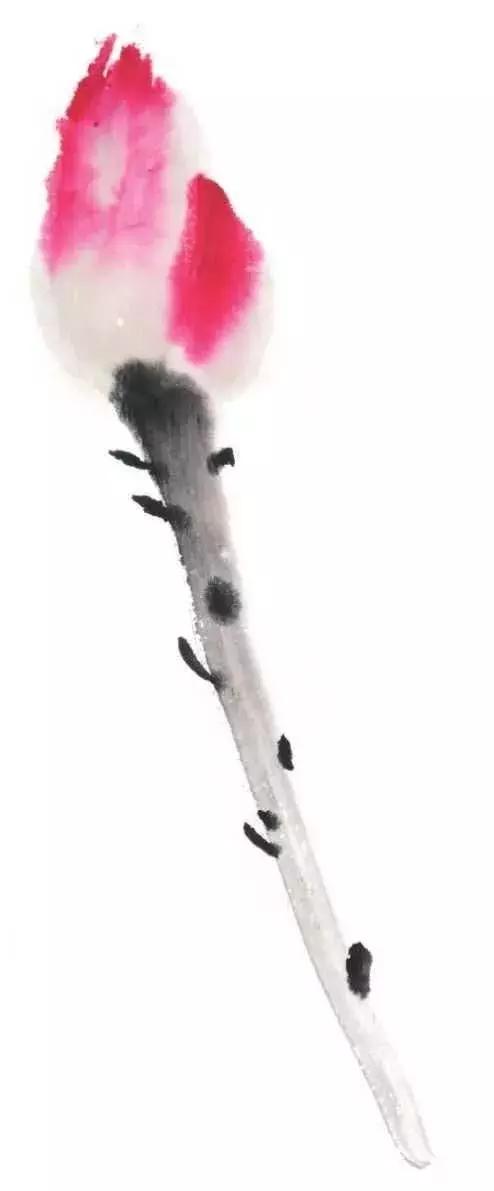 白描荷花的画法图片,如何画荷花白描大片