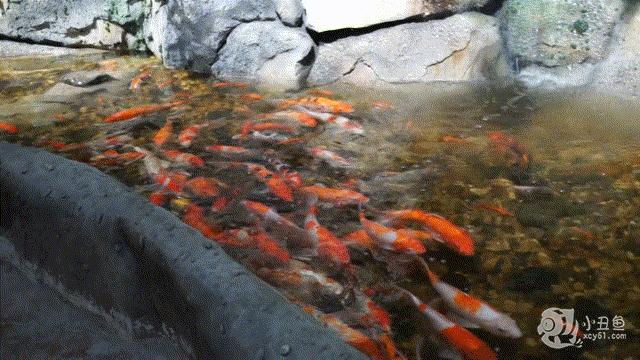 儿童玩的遛娃好去处,有动物的溜娃好去处