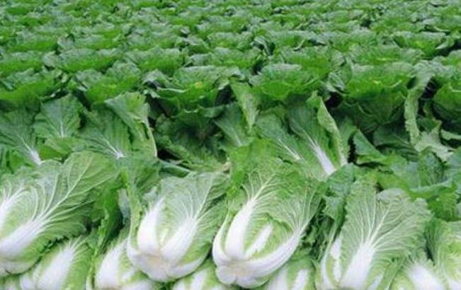 辽宁葫芦岛特产有哪些,辽宁特产有哪些值得带去的