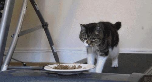 幼猫可以禁食水和粮吗,幼猫不喂猫粮喂养正确方法