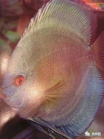 七彩神仙品系图谱,七彩神仙全系品种介绍