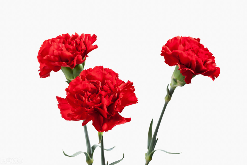 有一种花叫康乃馨,有一种叫什么康乃馨的花