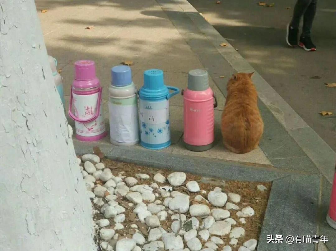 北大猫咪图鉴,中国人民大学猫咪图鉴