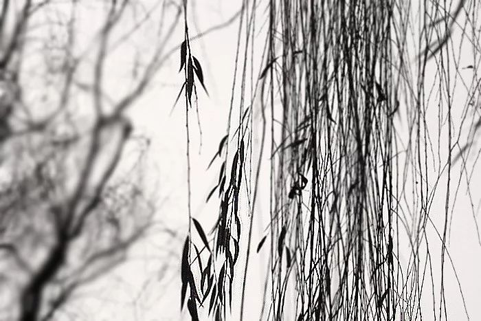 描写冬天柳树的优美句子,诗词赏析及知识普及