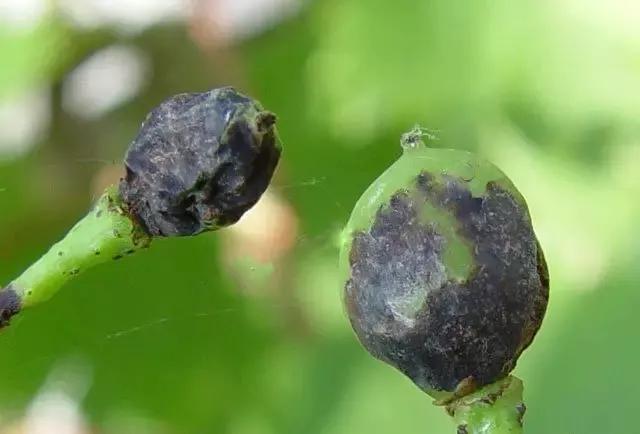 涨知识了最热的葡萄品种都在这里,涨知识冬虫夏草