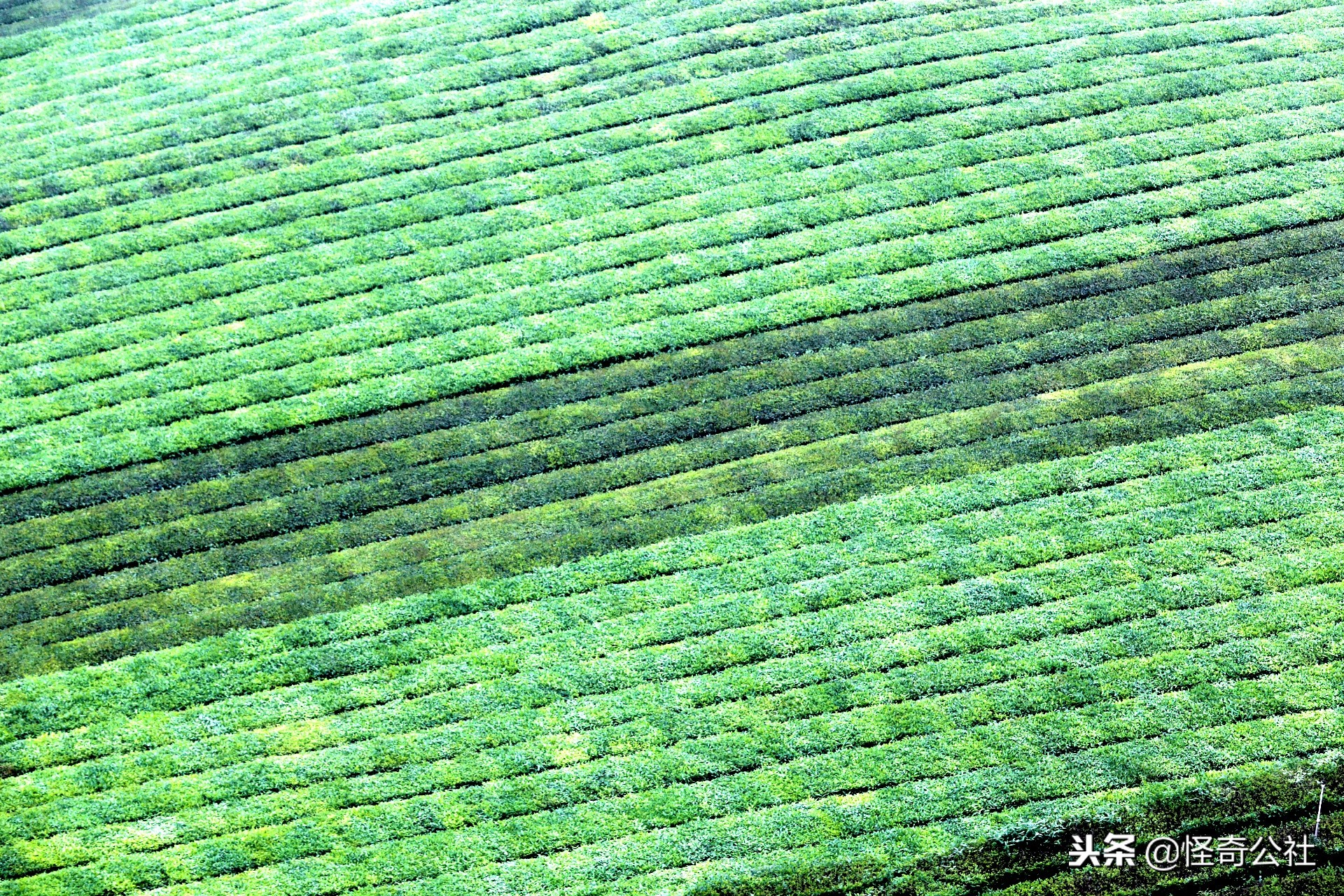 享誉世界的百年品牌——宜昌宜红，“万里茶道”上的新亮点