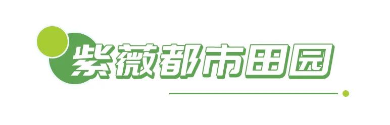 春光恰好清明小长假赏花指南,清明小长假花海