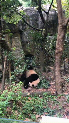 1h刹拢！想看大熊猫就去这3个地方，人少像包场，散养小熊猫