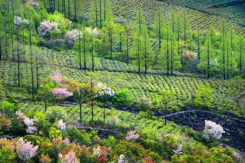 浙江11个地方樱花烂漫，千亩粉色天堂美到开挂，不输日本东京