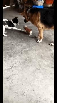 每日一笑看完你能不能忍住不笑,每日一笑看了让你笑