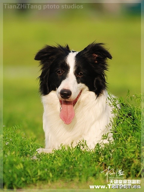 比尼熊狗狗价格,阿拉斯加狗狗价格