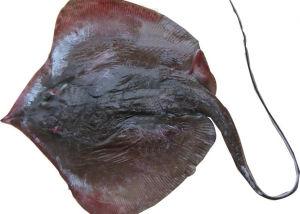 海鲜菜品图文,海鲜特色的菜品有哪些