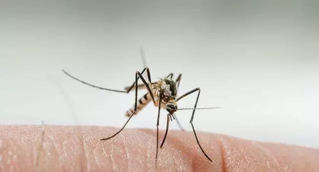 蚊子最爱o型和b型血,蚊子喜欢喝o型血这是真的吗