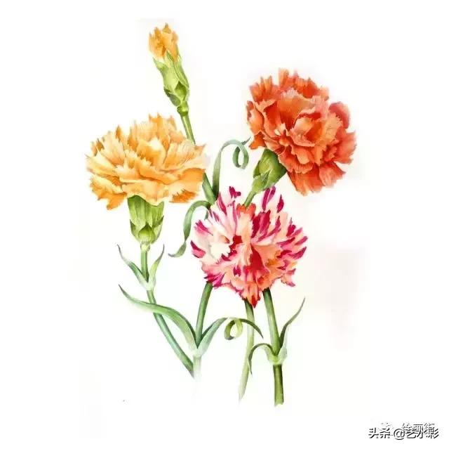 花卉钢笔画临摹简单100图,100份白描花卉的临摹素材