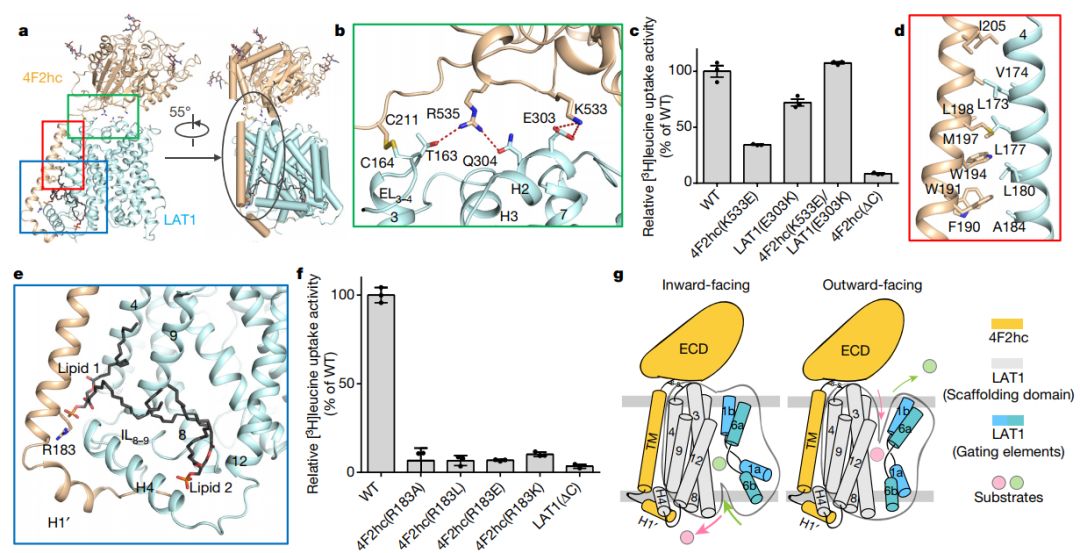 中国冷冻电镜技术进展,冷冻电镜最新研究