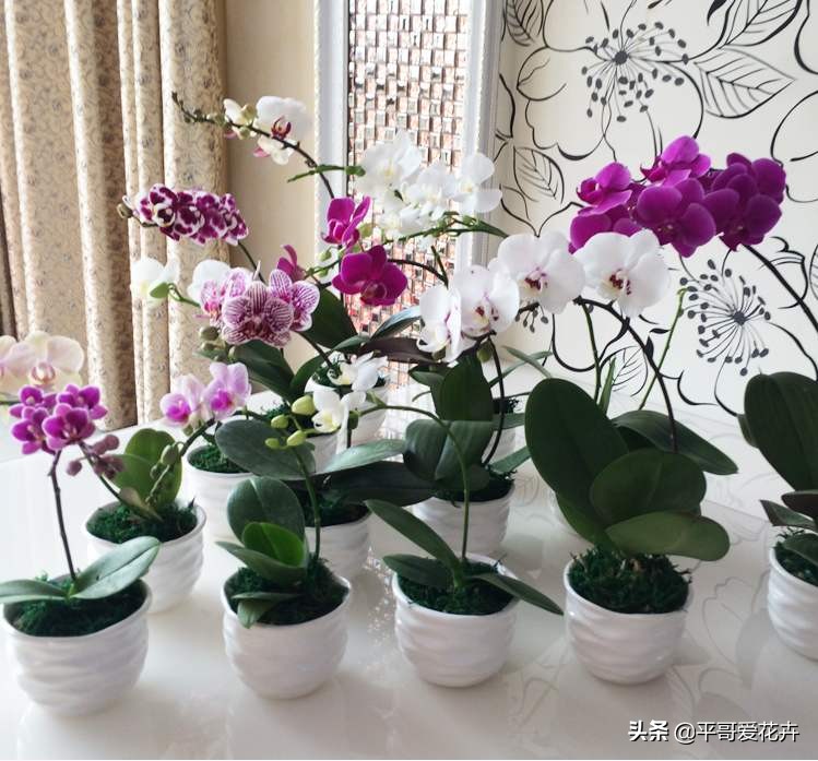 蝴蝶兰最好的烂根补救方法,蝴蝶兰全部烂根最佳补救方法