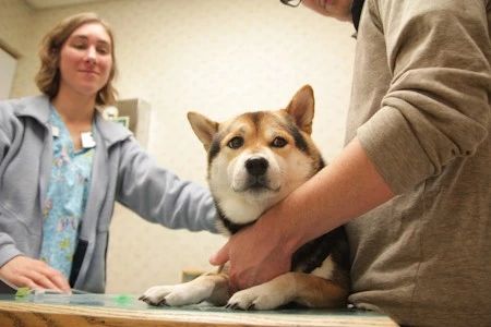 狗狗被蚊子咬的皮肤感染了,狗狗被蚊子叮了容易得什么病