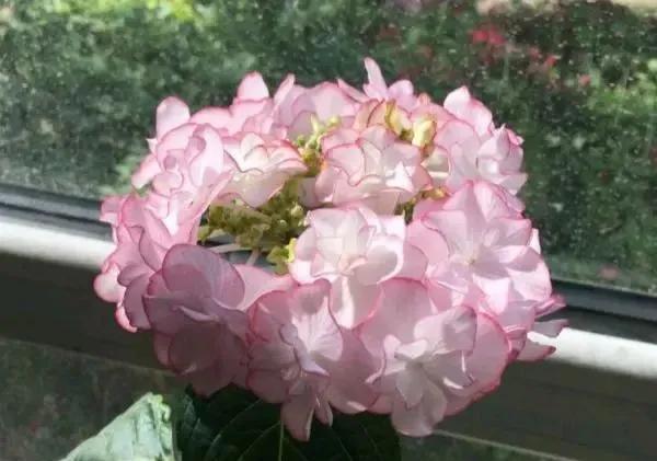 绣球花大苗新品种,春季开花的绣球花品种