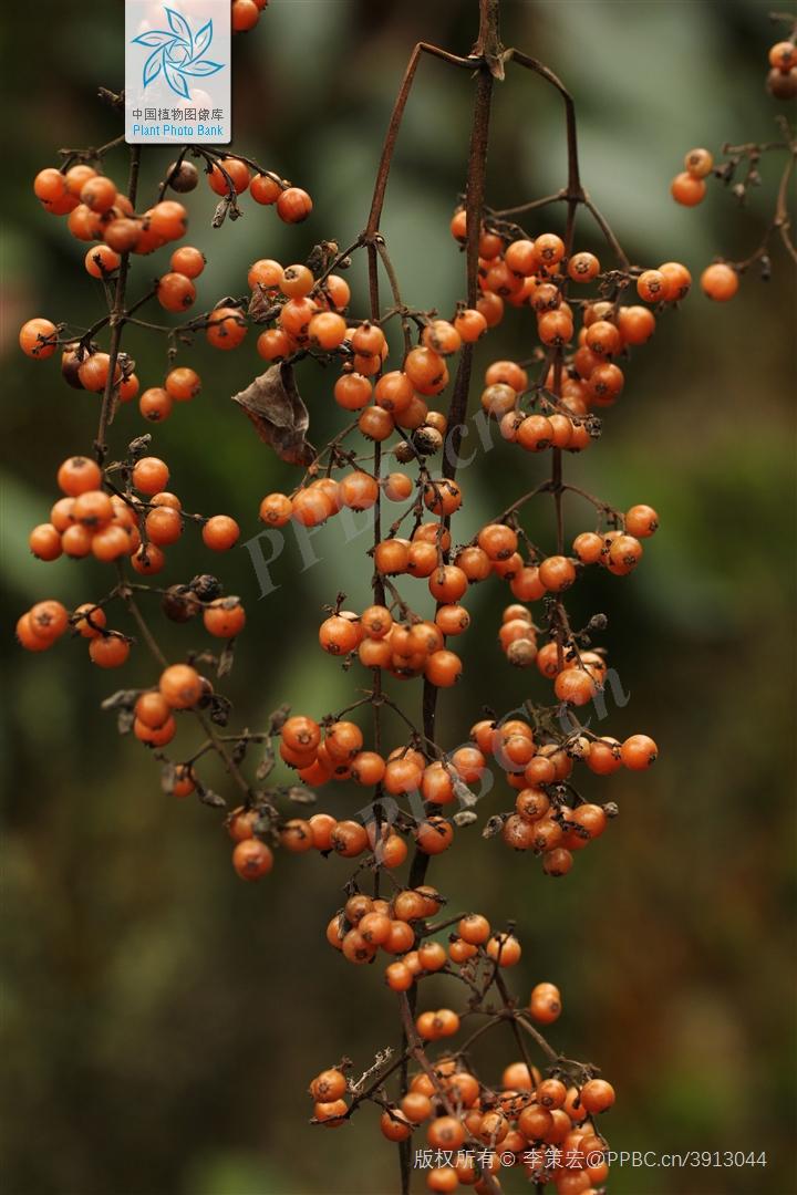 臭黄荆植物,臭鸡屎藤学名