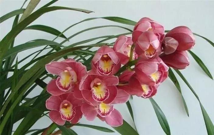 史上最全的兰花鉴赏,兰花品种之精品欣赏