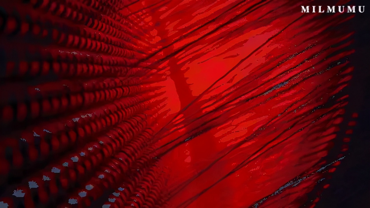 保暖衣女款加绒北极熊,鹅绒做保暖衣