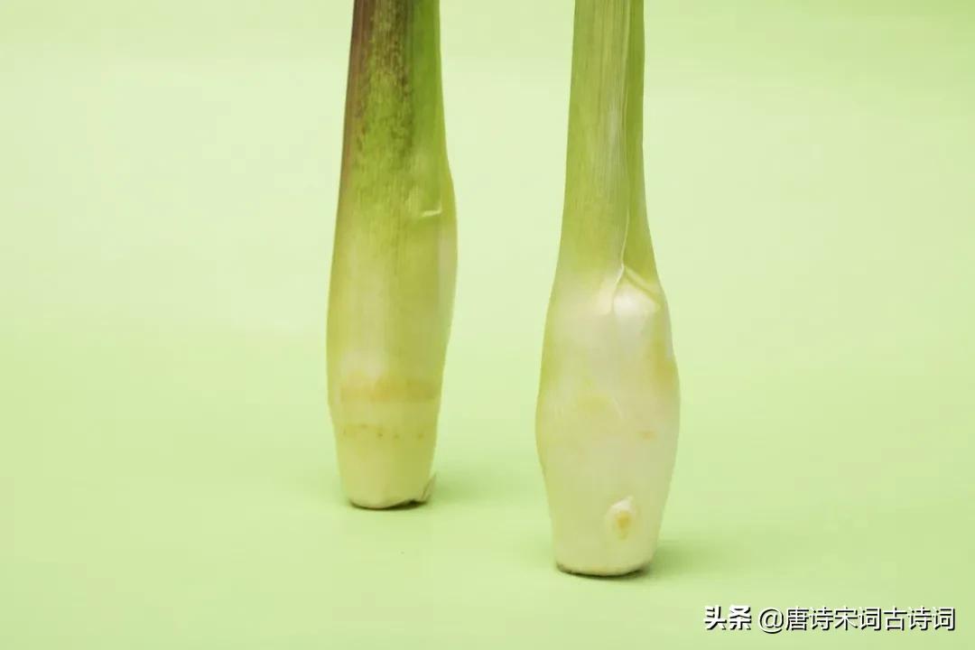 鑼櫧娓呯敎鍙彛,鑼櫧鍥界敾