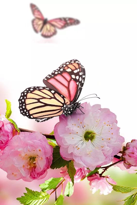 100个惊艳的美人盘点,中国最美的50个美人