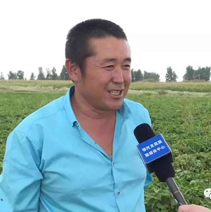 麻黄种植销售渠道有哪些,内蒙古麻黄套村