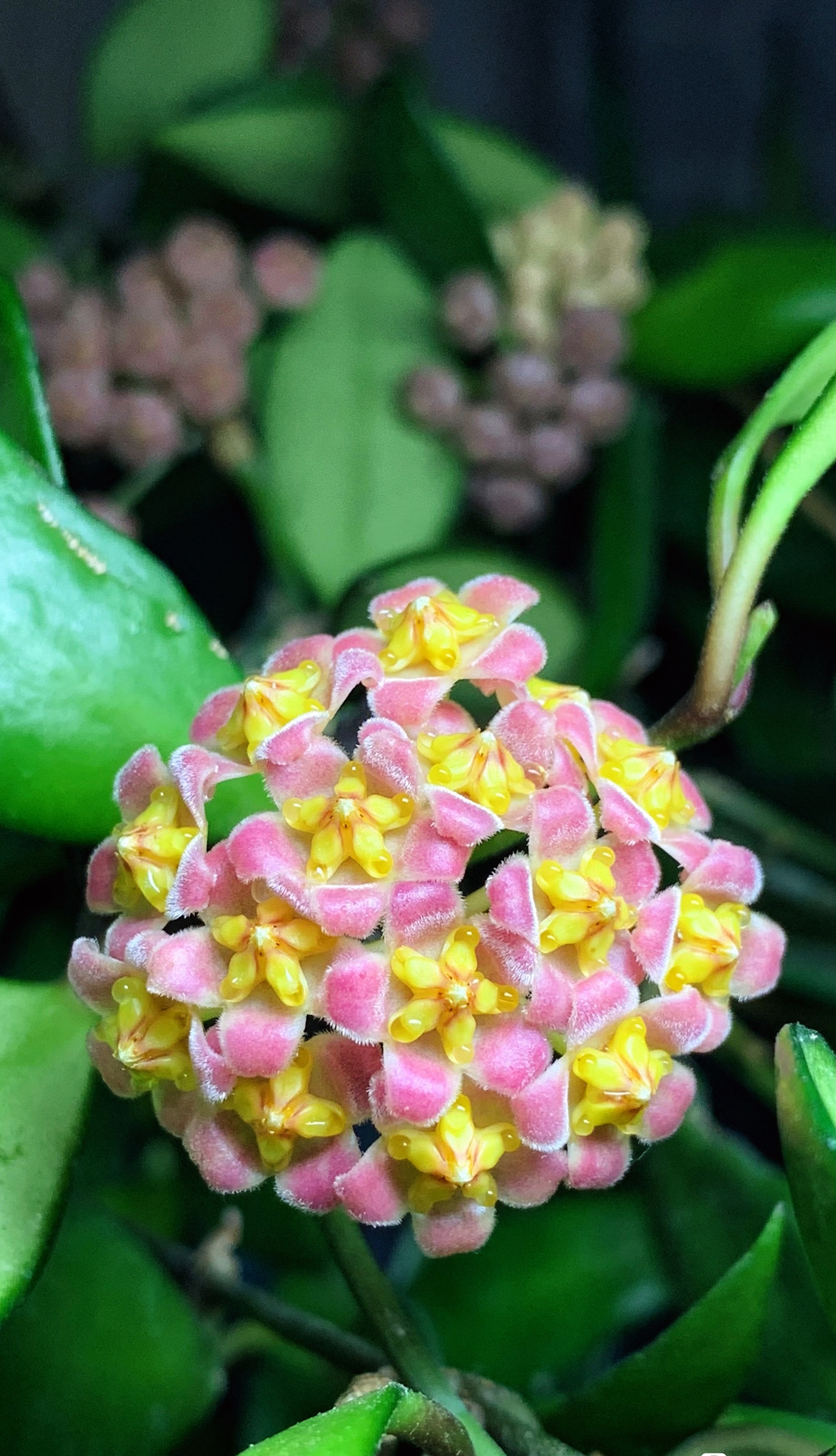 封闭阳台可以养绣球花吗,戴维德球兰养护