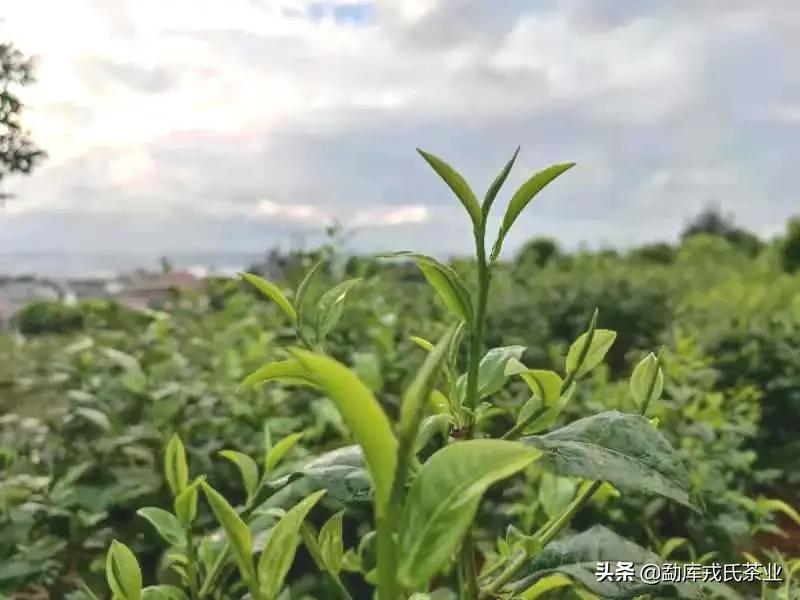 盼了一年的好茶,勐库戎氏古树茶2010秋茶