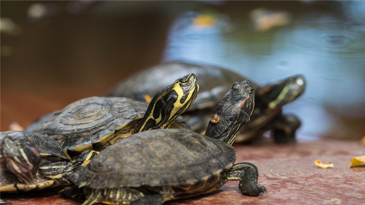 乌龟不吃食趴缸是什么原因,乌龟现在不吃食是什么原因
