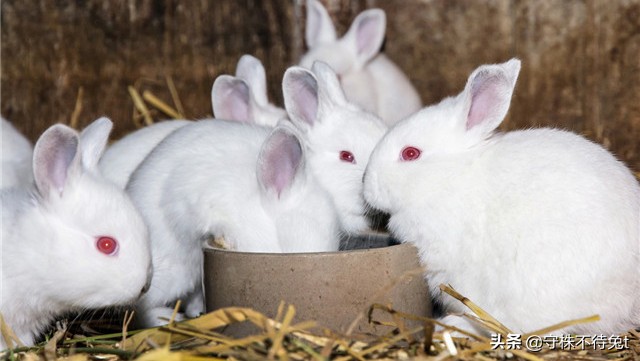 电池没电可以咬吗为什么,电池没电咬一咬还有电怎么回事