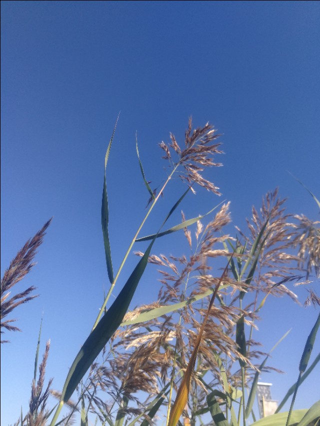 散文姥姥去世,散文姥姥原创