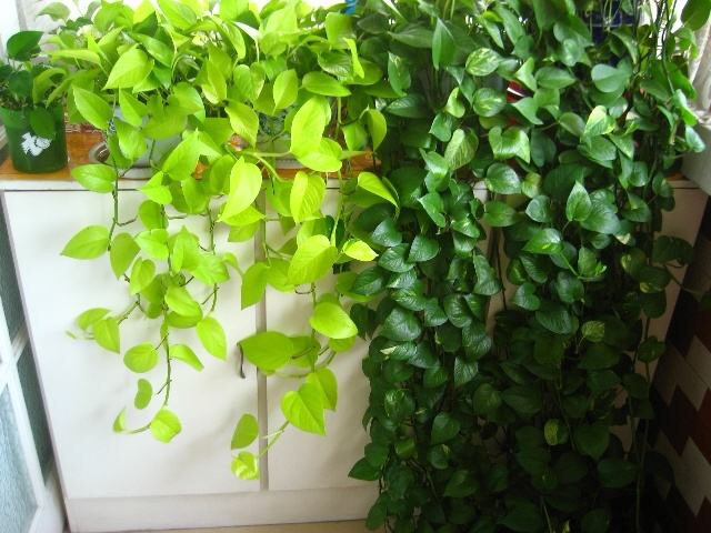 卫生间除异味适合养什么植物,卫生间有味养啥植物