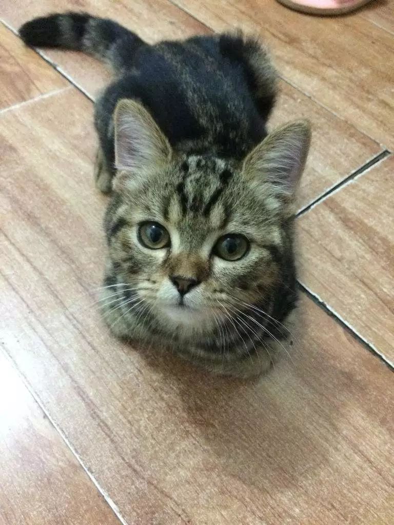 猫的诡异传说,史上最诡异的猫