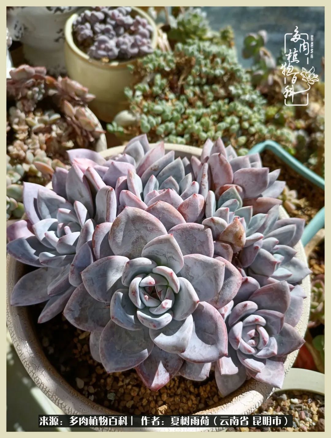 自从养了多肉有了窗台想要个阳台,养多肉10年多