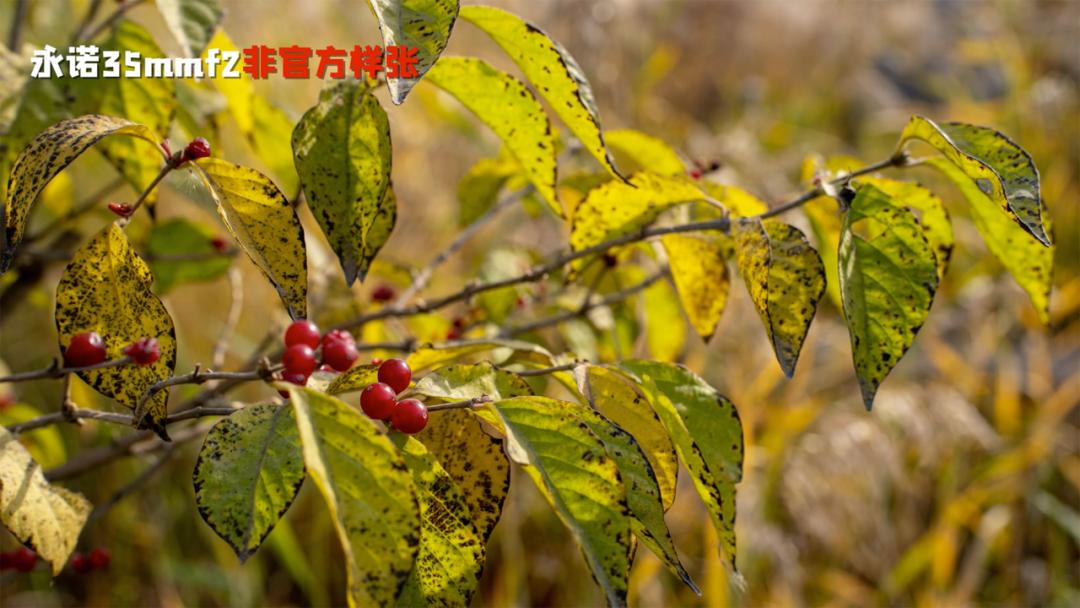 永诺35mmf2用在全画幅上评测,索尼zve10永诺35mm