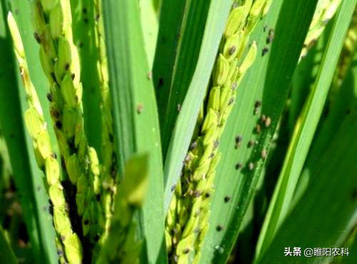 蚜虫粉虱最新一代杀虫药,杀蚜虫粉虱持效期长的药