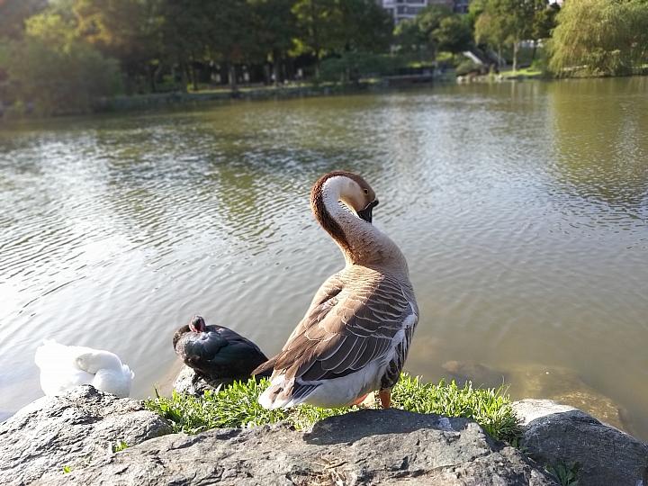 三星galaxya9s拍照,三星galaxya9开箱评测