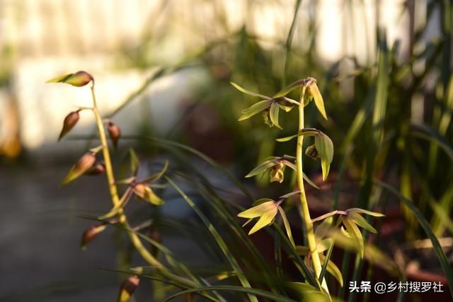 兰花怎样施肥用什么肥,兰花如何施肥最佳