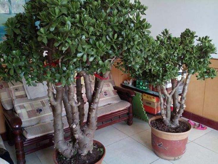 玉树出现树桩发软现象及时处理,玉树叶子发软是不是可以打顶