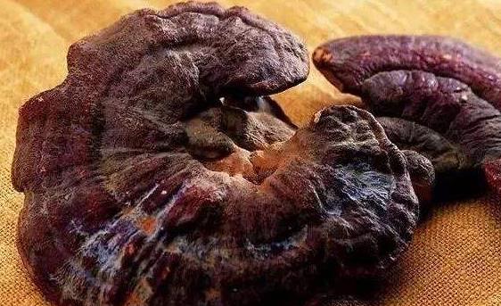 灵芝5大误区解读让你更懂灵芝,养生误区之灵芝孢子粉