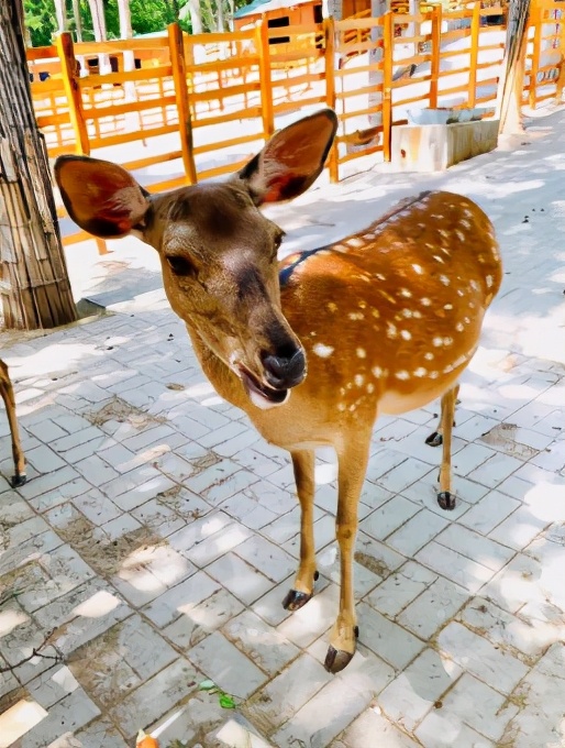 今起东北虎园大门票半价!近百种珍稀动物,带你走进现实版动物世界!