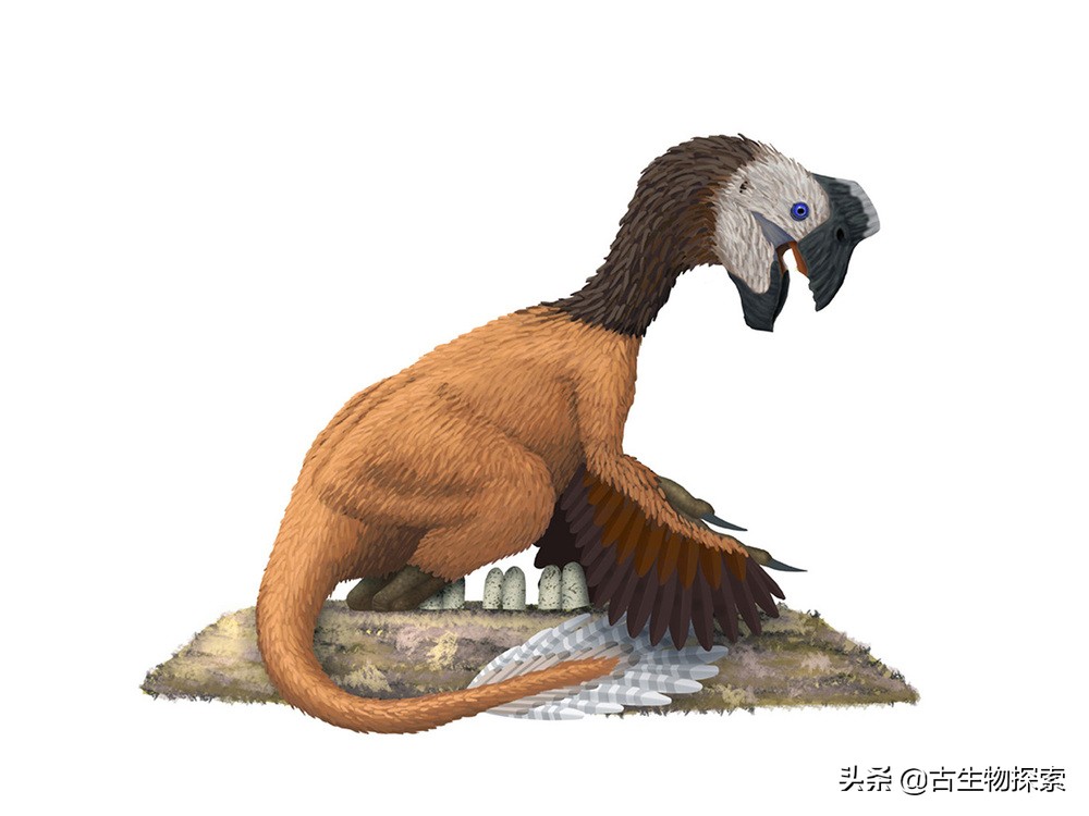 先有鸡还是先有蛋？来一节蛋蛋进化史