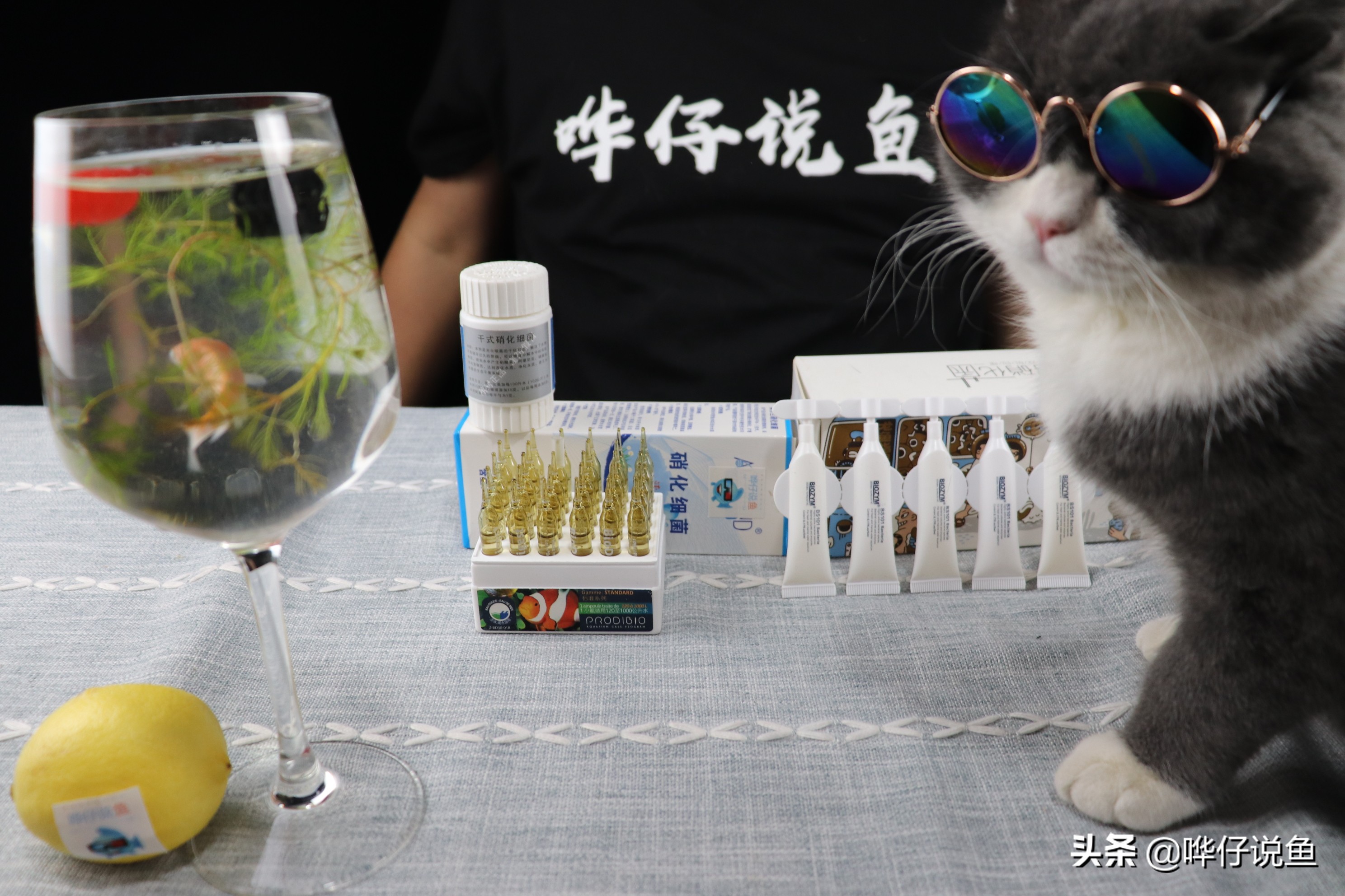 鱼缸日常有必要添加硝化细菌吗,鱼缸鱼很多有必要用硝化细菌吗