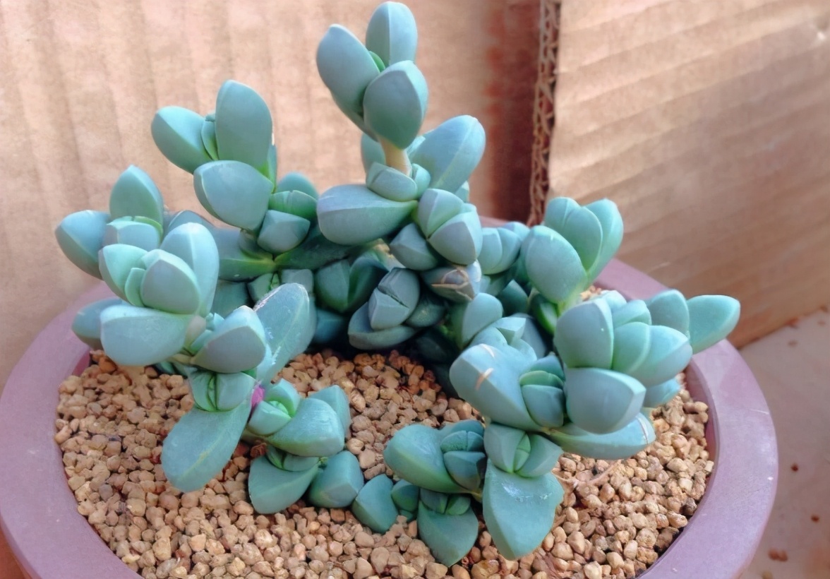 荷花多肉叶插成活率高吗,多肉淡雪叶插成活率高吗