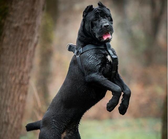 卡斯罗为什么几乎没人养,为什么不能养卡斯罗