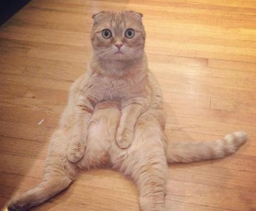 猫咪品种大全及图片与介绍,白色带渐黄短毛猫咪品种大全