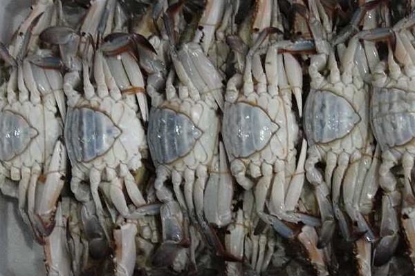 孕妇在怀孕期间能吃螃蟹吗,怀孕能吃螃蟹吗怀孕不能吃什么